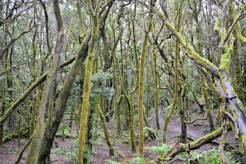 la_gomera_laguna_grande_hike_016