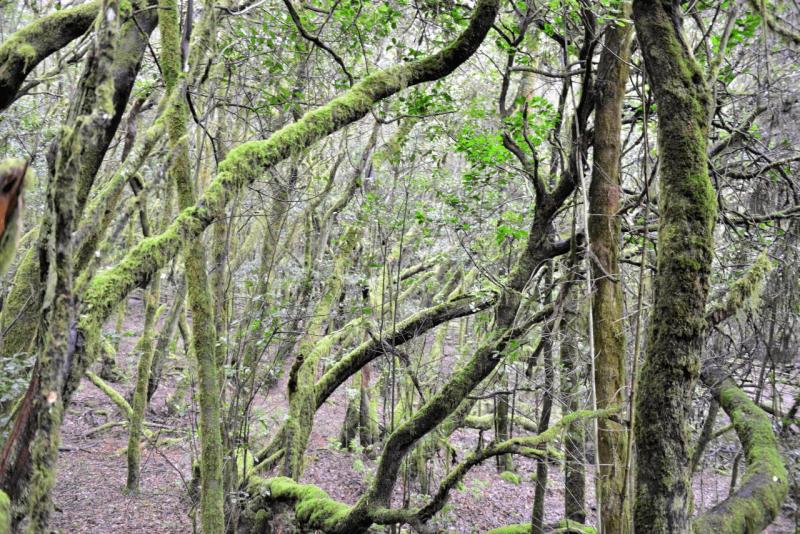 la_gomera_laguna_grande_hike_017