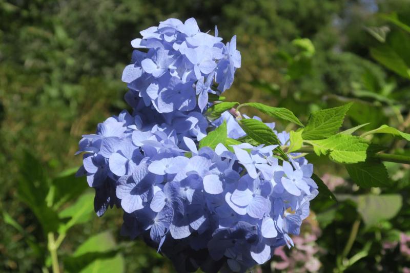 uk26_lizard_point_trengwainton_garden_008