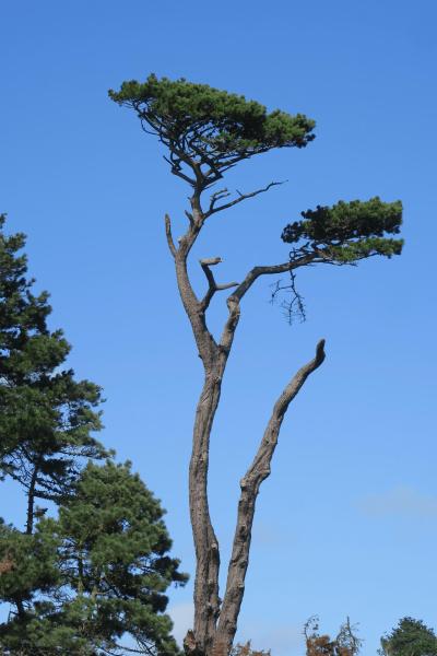 uk26_lizard_point_trengwainton_garden_022