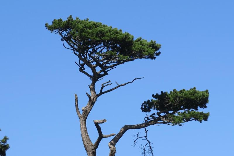 uk26_lizard_point_trengwainton_garden_023