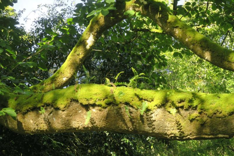 uk26_lizard_point_trengwainton_garden_027