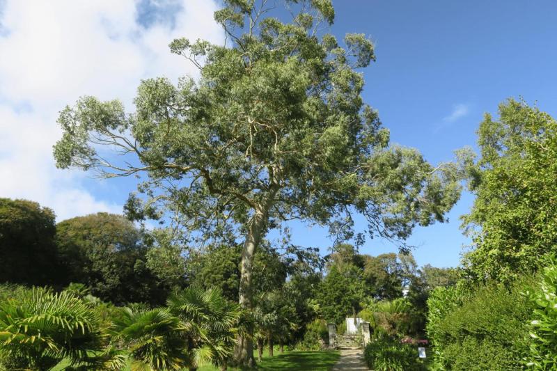 uk26_lizard_point_trengwainton_garden_030