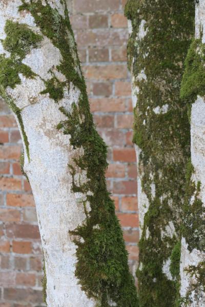 uk26_lizard_point_trengwainton_garden_032