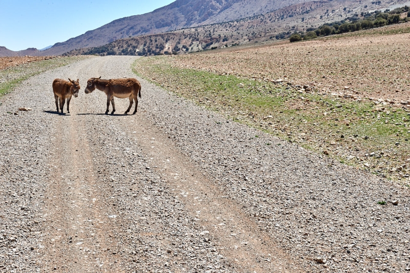20220420_ma_ait_ayach_to_merzouga_80H_2513_web