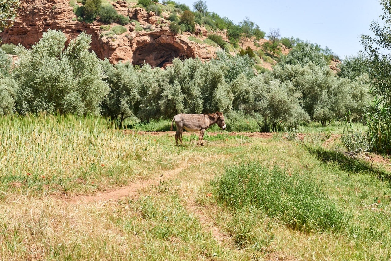 20220509_ma_ouzoud_80H_3815_web