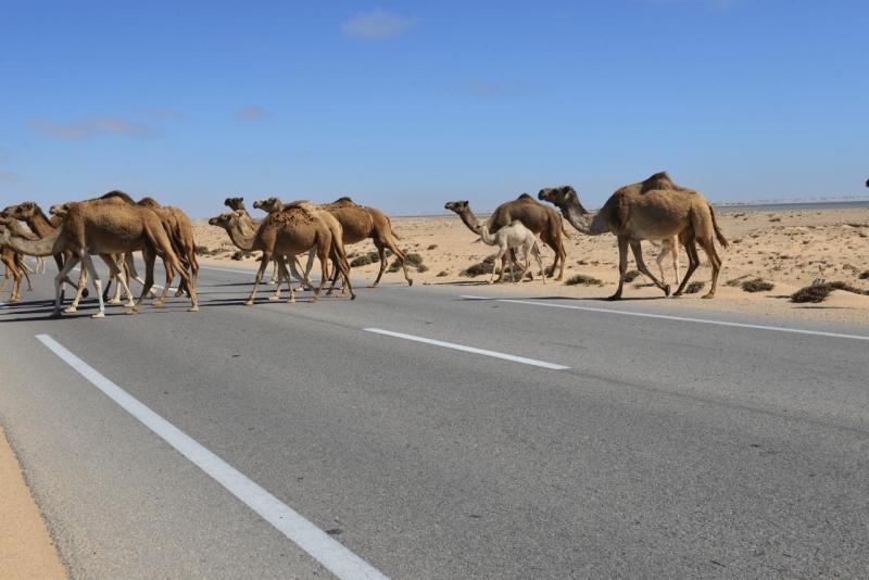 marokko_2026_ad_dakhla_007