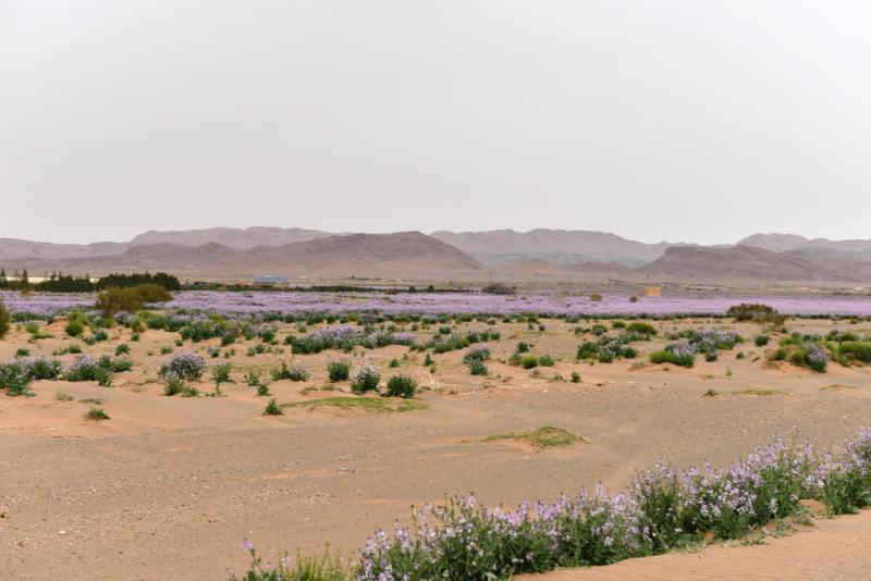 marokko_2026_goulmima_bouarfa_025