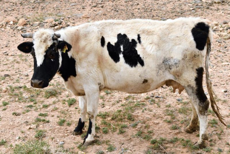 marokko_2026_figuig_004