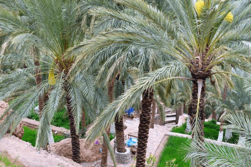 marokko_2026_figuig_009