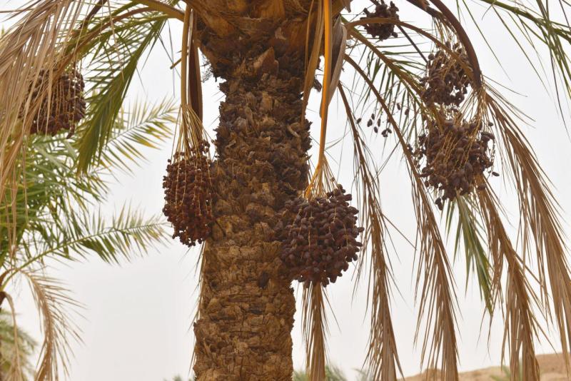 marokko_2026_figuig_015