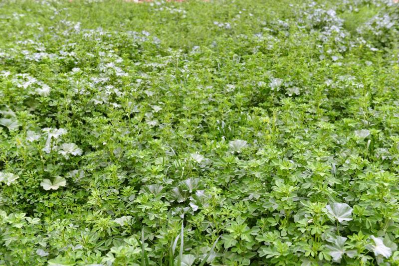 marokko_2026_figuig_017