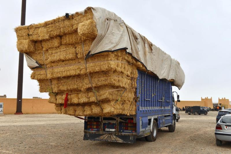 marokko_2026_goulmima_bouarfa_010