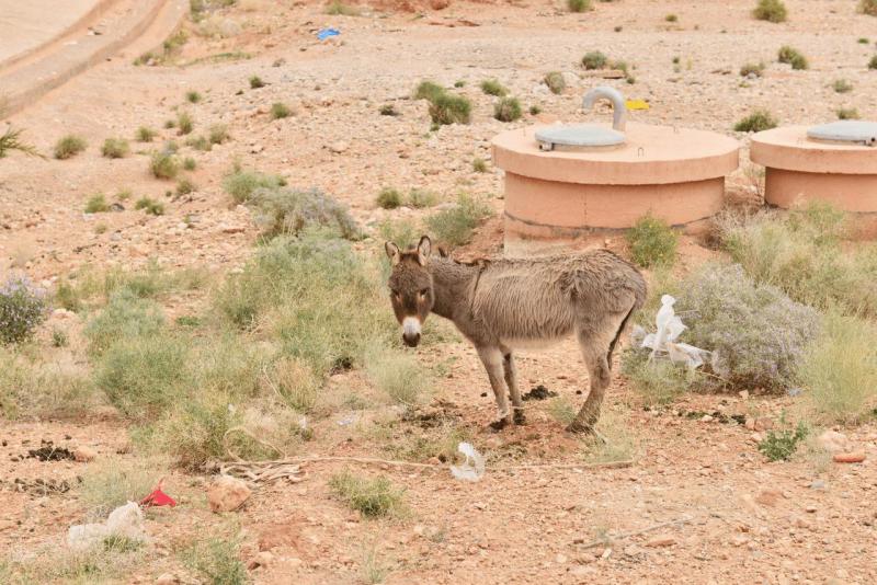 marokko_2026_goulmima_bouarfa_019