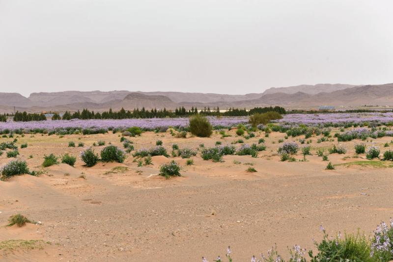 marokko_2026_goulmima_bouarfa_024