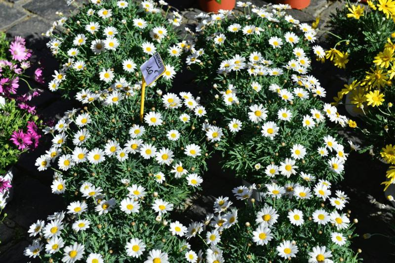 maokko_2026_heimreise_009