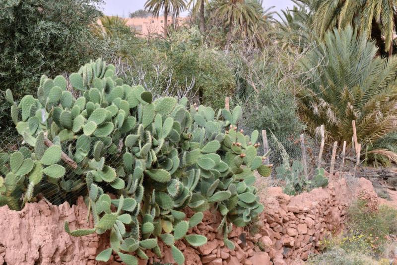 marokko_2026_ich_022