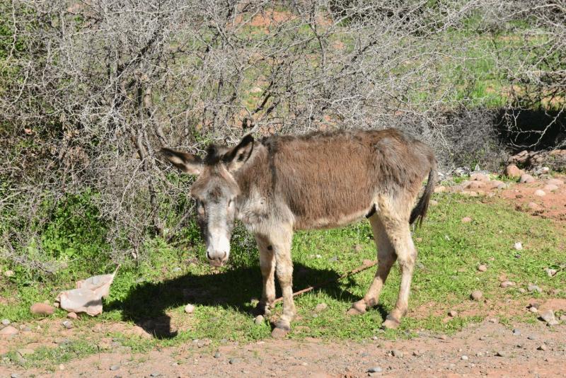 marokko_2026_ouzoud_010