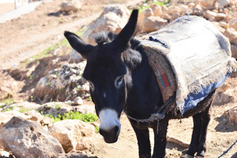 marokko_2026_ouzoud_027