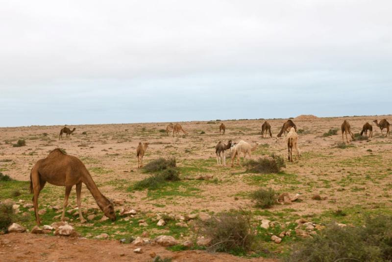 marokko_2026_qued_karaa_003