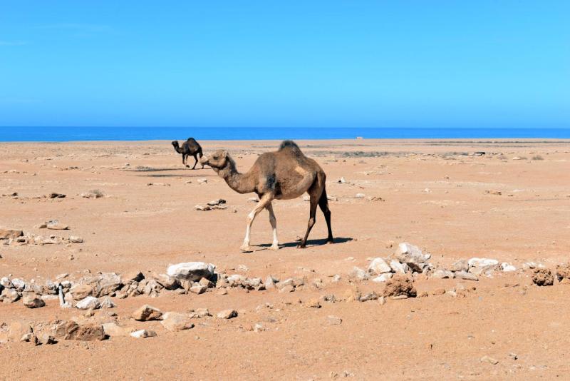 marokko_2026_smara_002