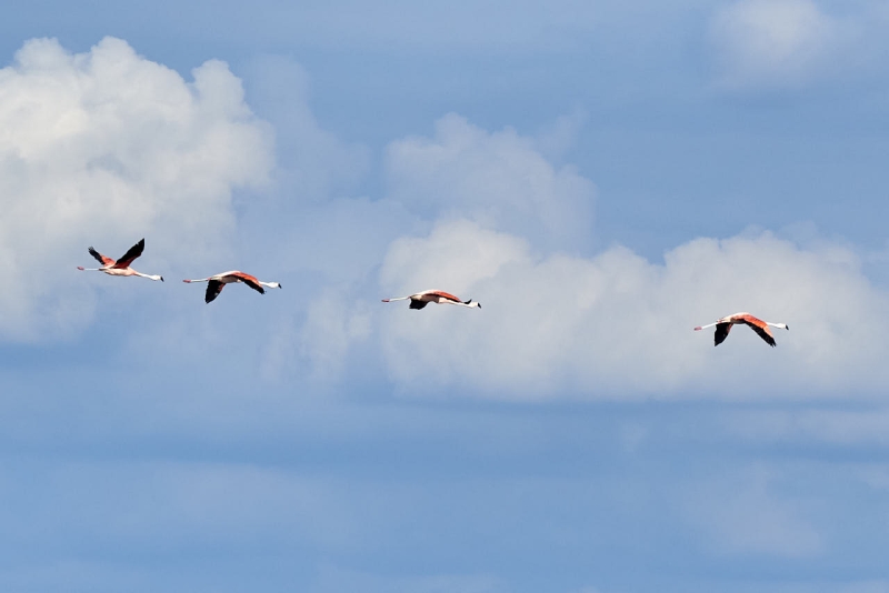 miramar_037