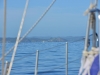 new_zealand_1_0006