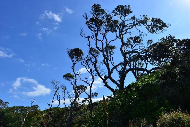 newzealand_2_0026