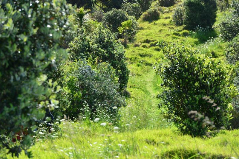 newzealand_2_0066