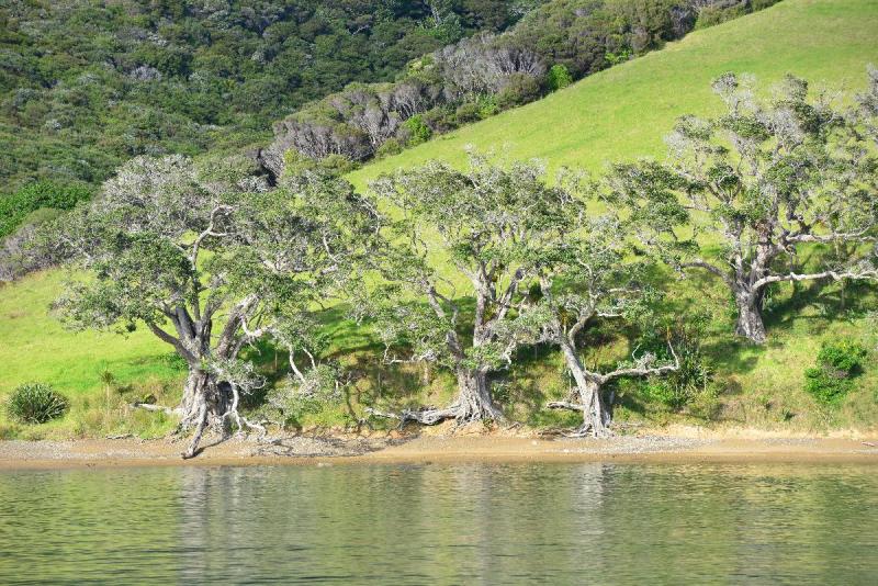 newzealand_2_0071