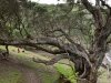 newzealand_2_0101