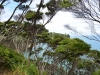 newzealand_2_0116