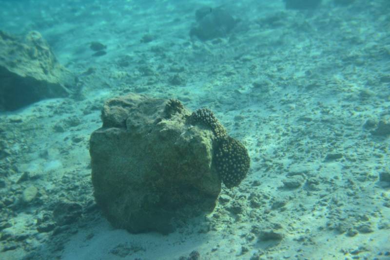 niue_0106