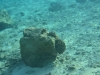niue_0106