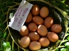 niue_0121
