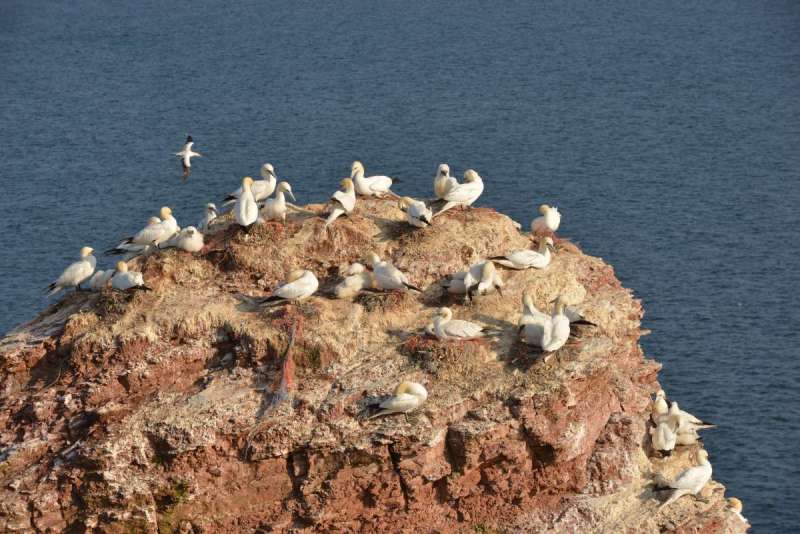 norderney_helgoland_0116