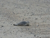 norderney_helgoland_0056