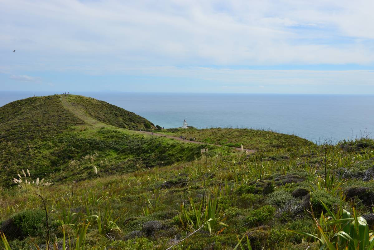 nz_cap_reinga_to_waipoua_forest_0011