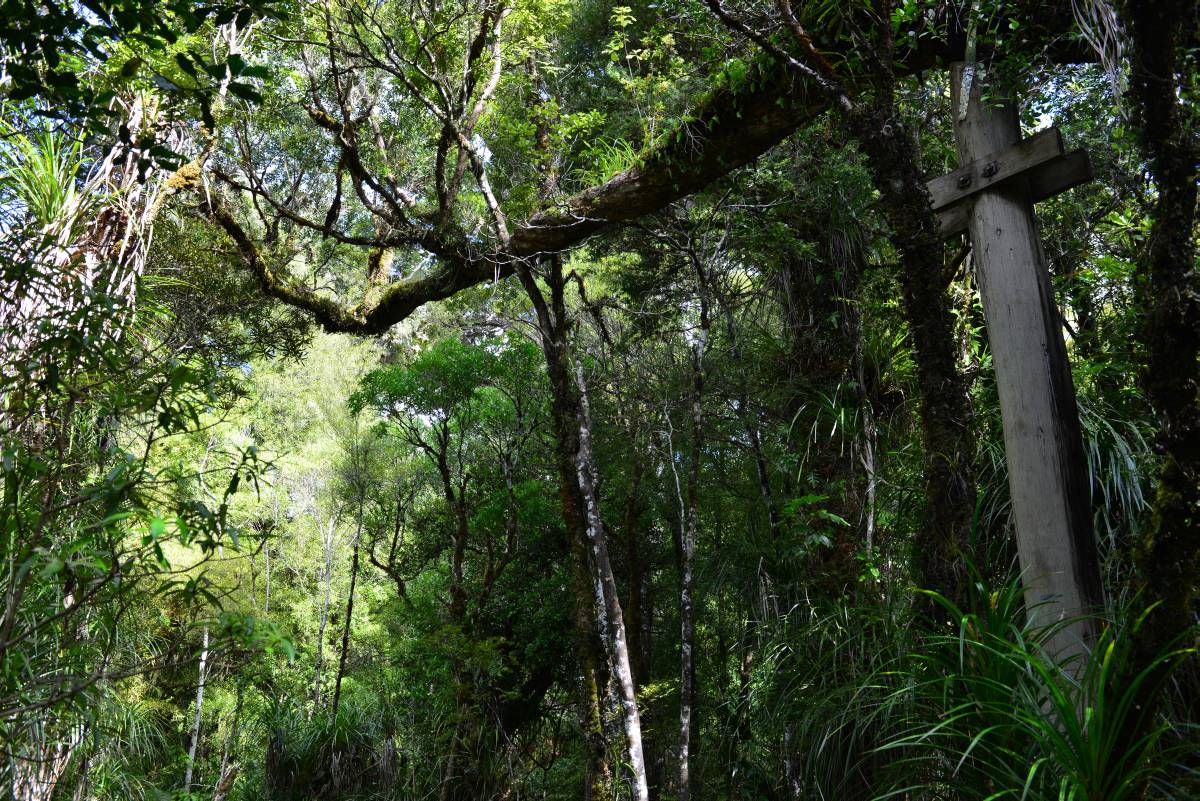 nz_cap_reinga_to_waipoua_forest_0076