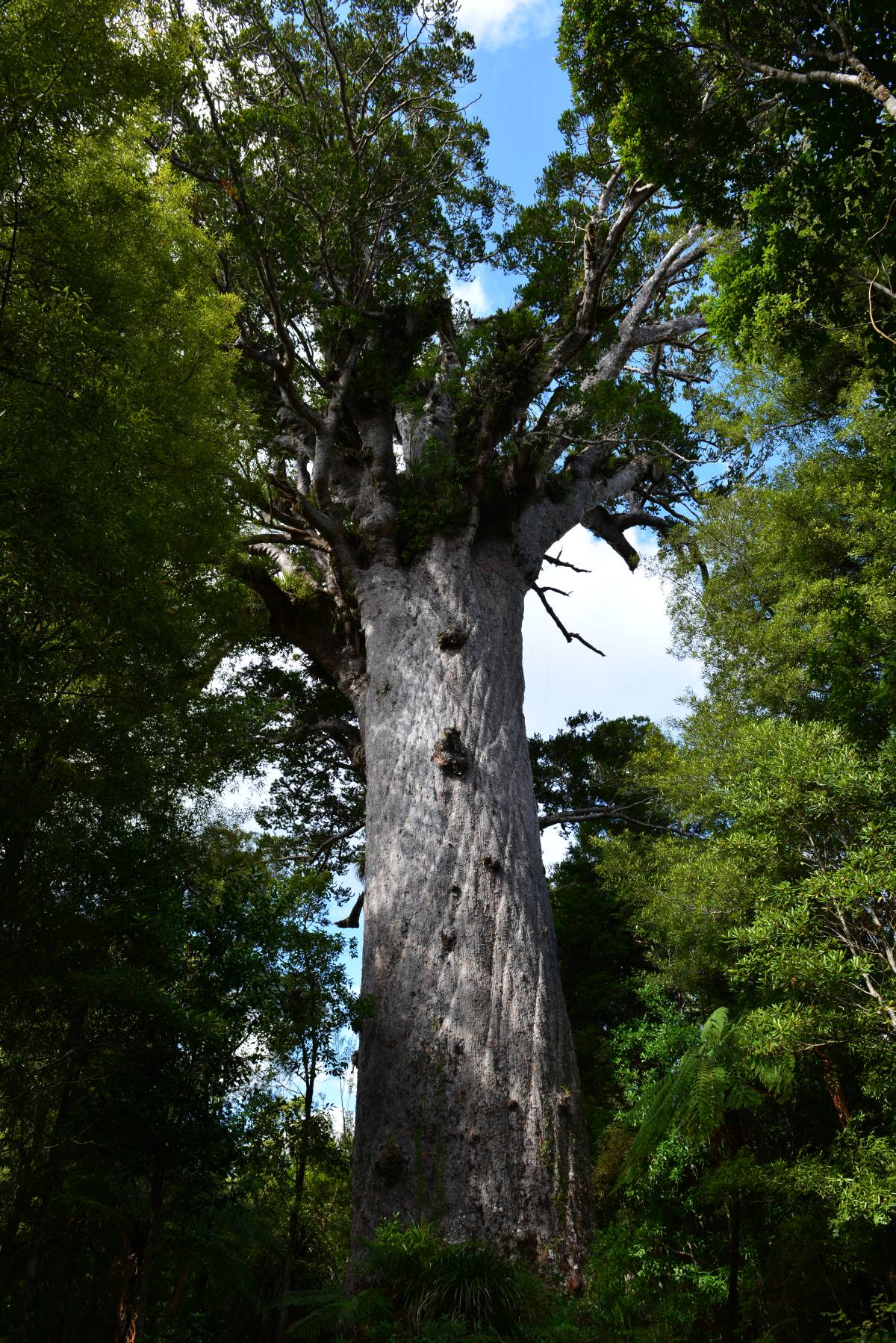 nz_cap_reinga_to_waipoua_forest_0081