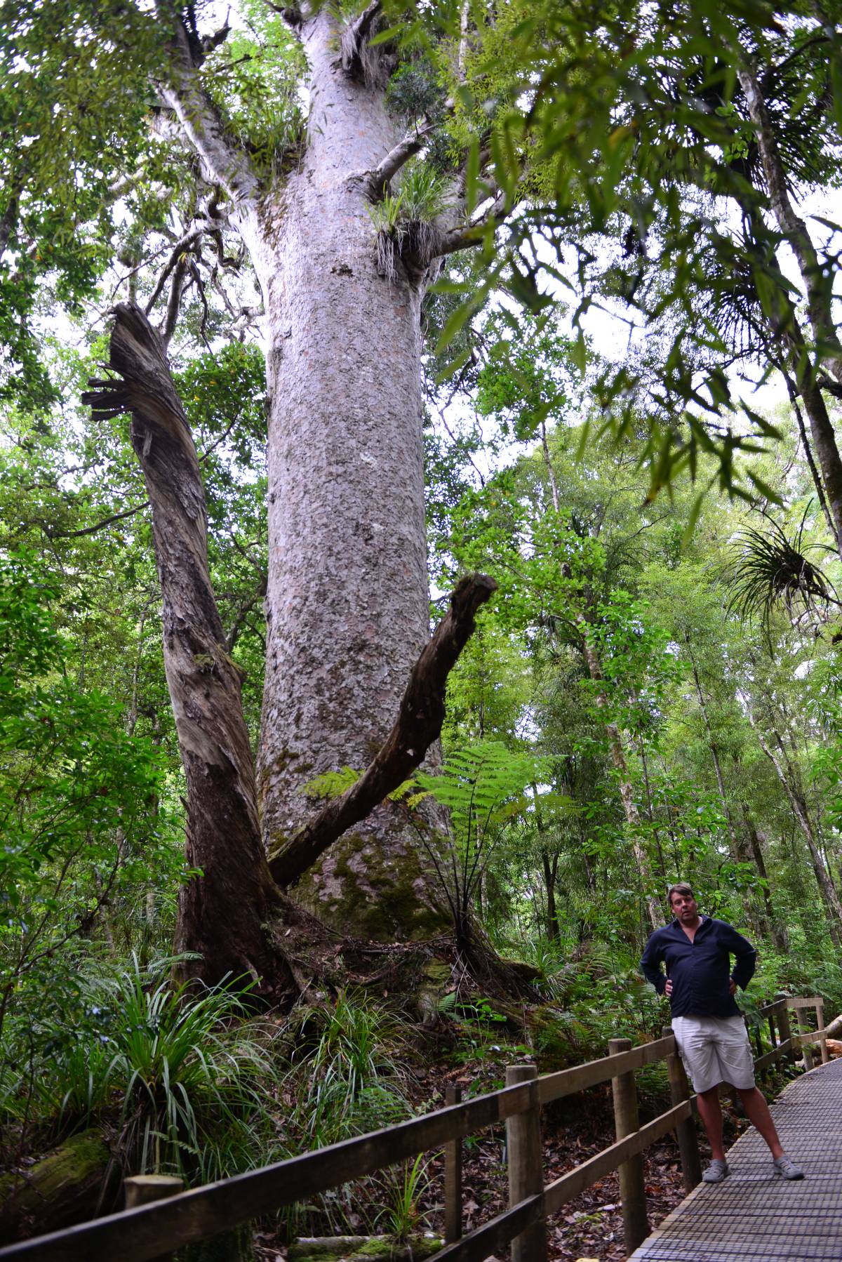 nz_cap_reinga_to_waipoua_forest_0091