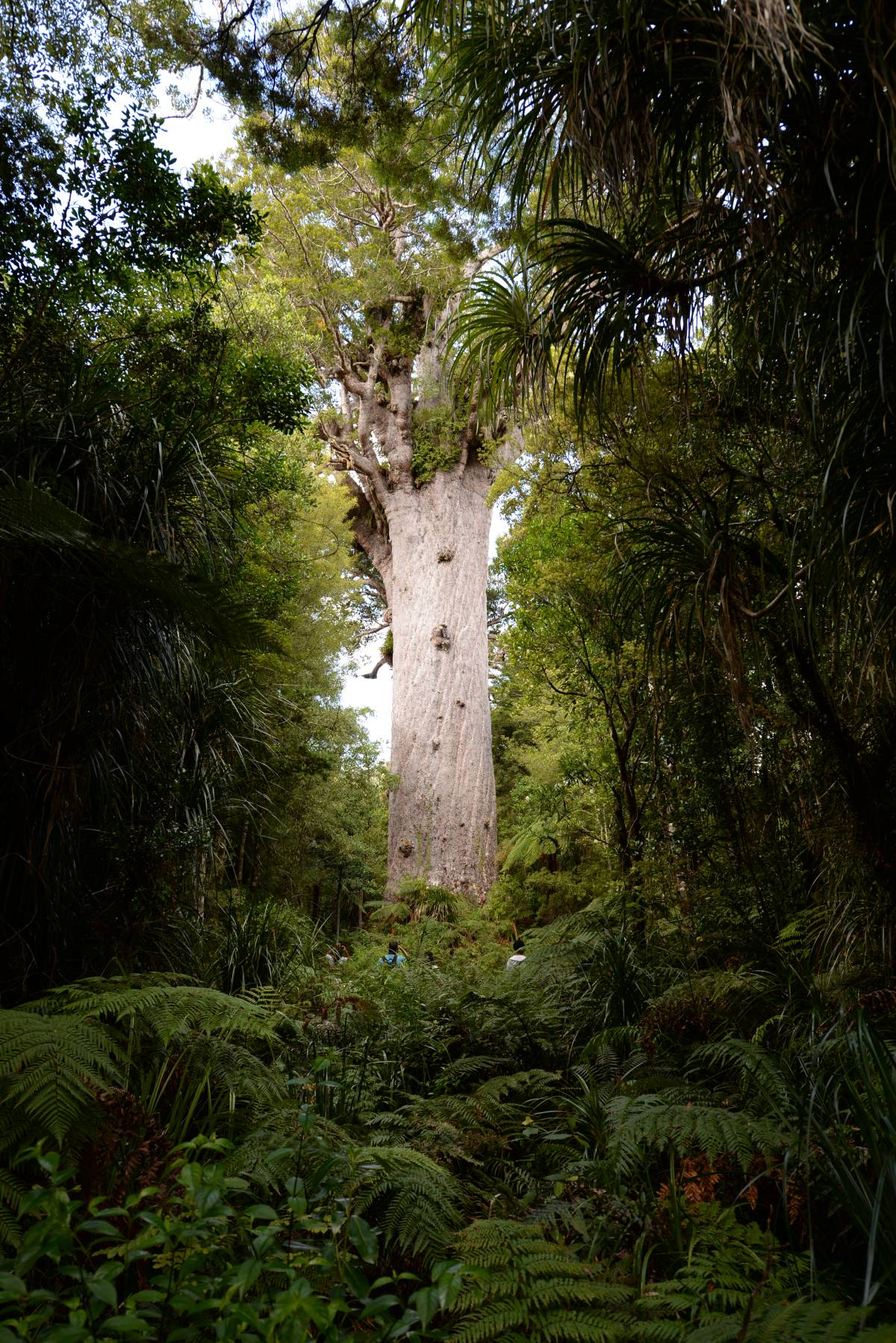 nz_cap_reinga_to_waipoua_forest_0106