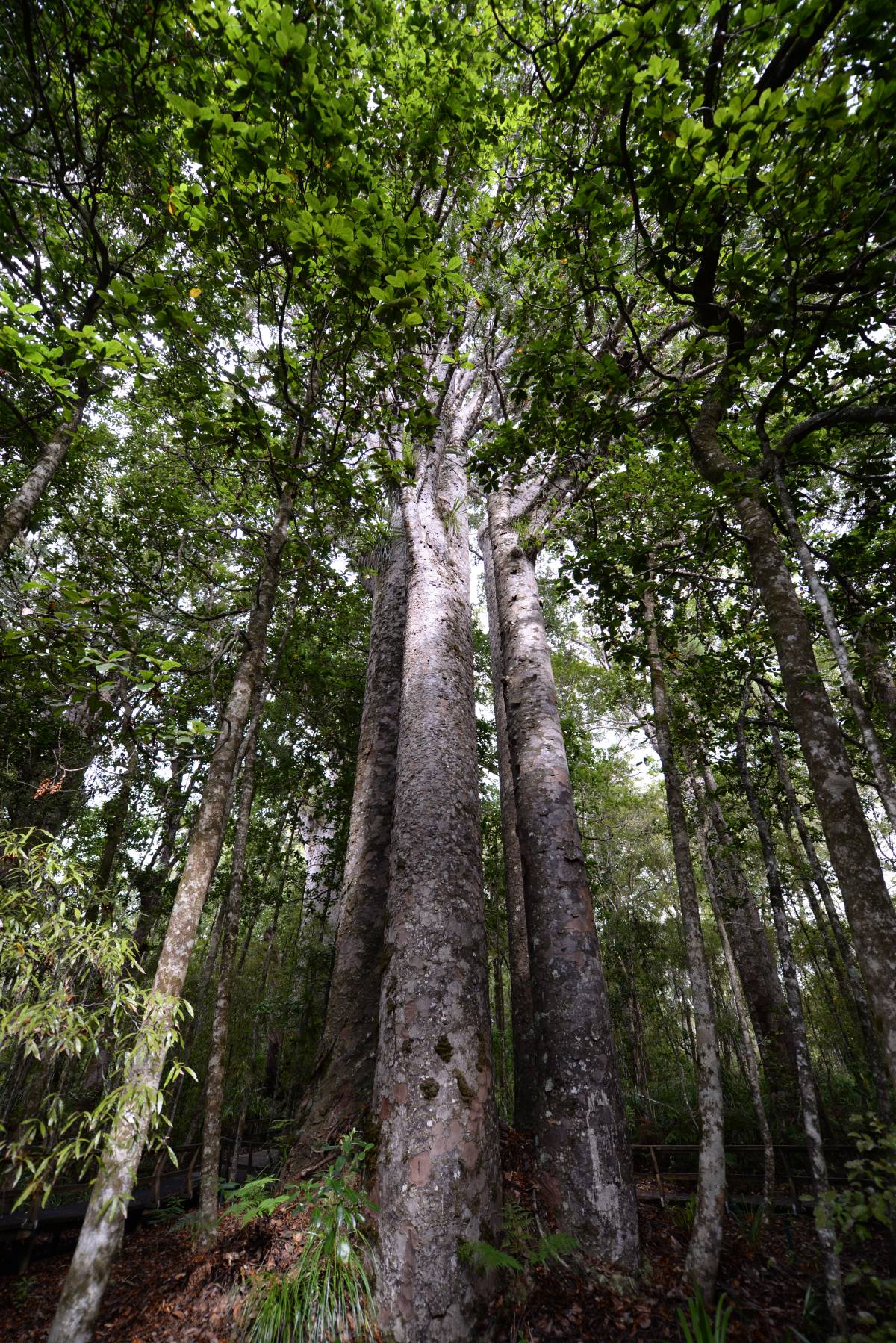nz_cap_reinga_to_waipoua_forest_0111