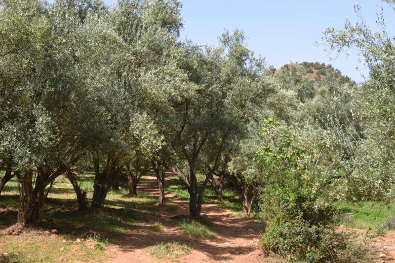 ouzoud_015