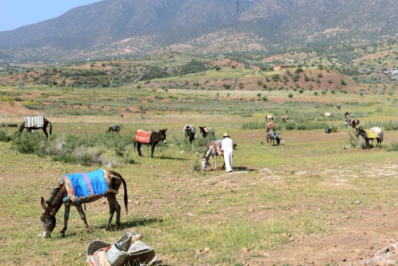ouzoud_029