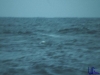panama034