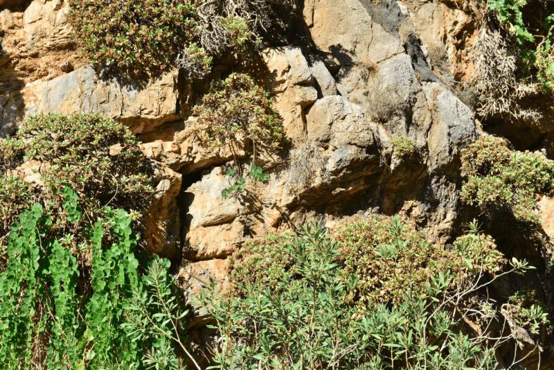 kreta_2024_perivolakia_schlucht_009