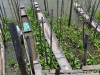 phayao_0006