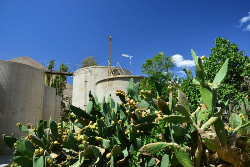 pisco_elqui_0011