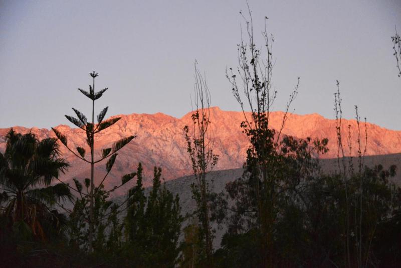 pisco_elqui_0020